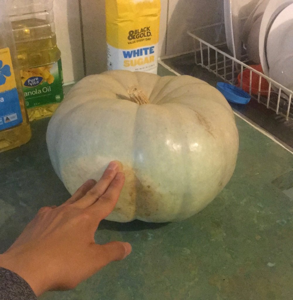 大きなかぼちゃ